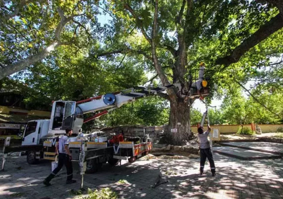 Vinç ile Genel Ağaç Bakımı