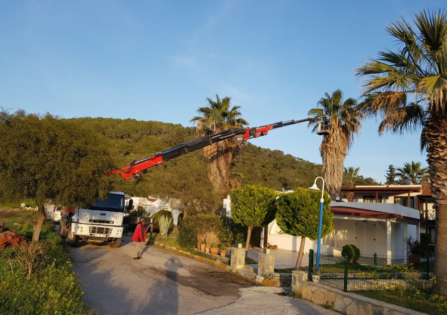 Vinç ile Palmiye Budama